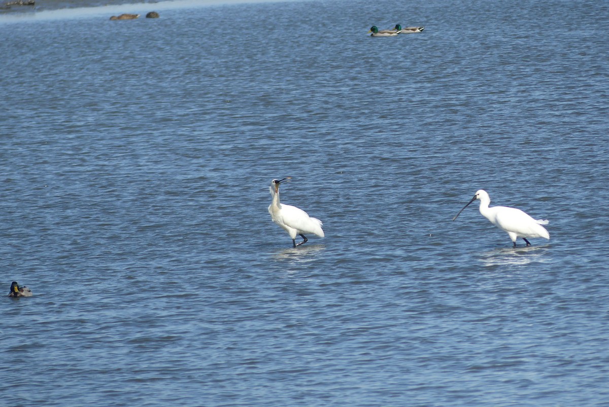 skjestork - ML645322674