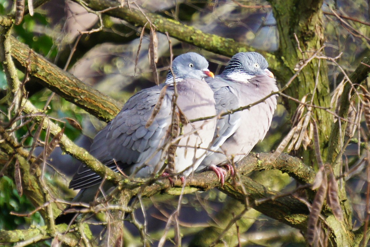 Common Wood-Pigeon - ML645322678