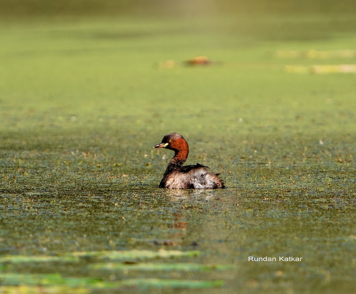 Little Grebe - ML645322679