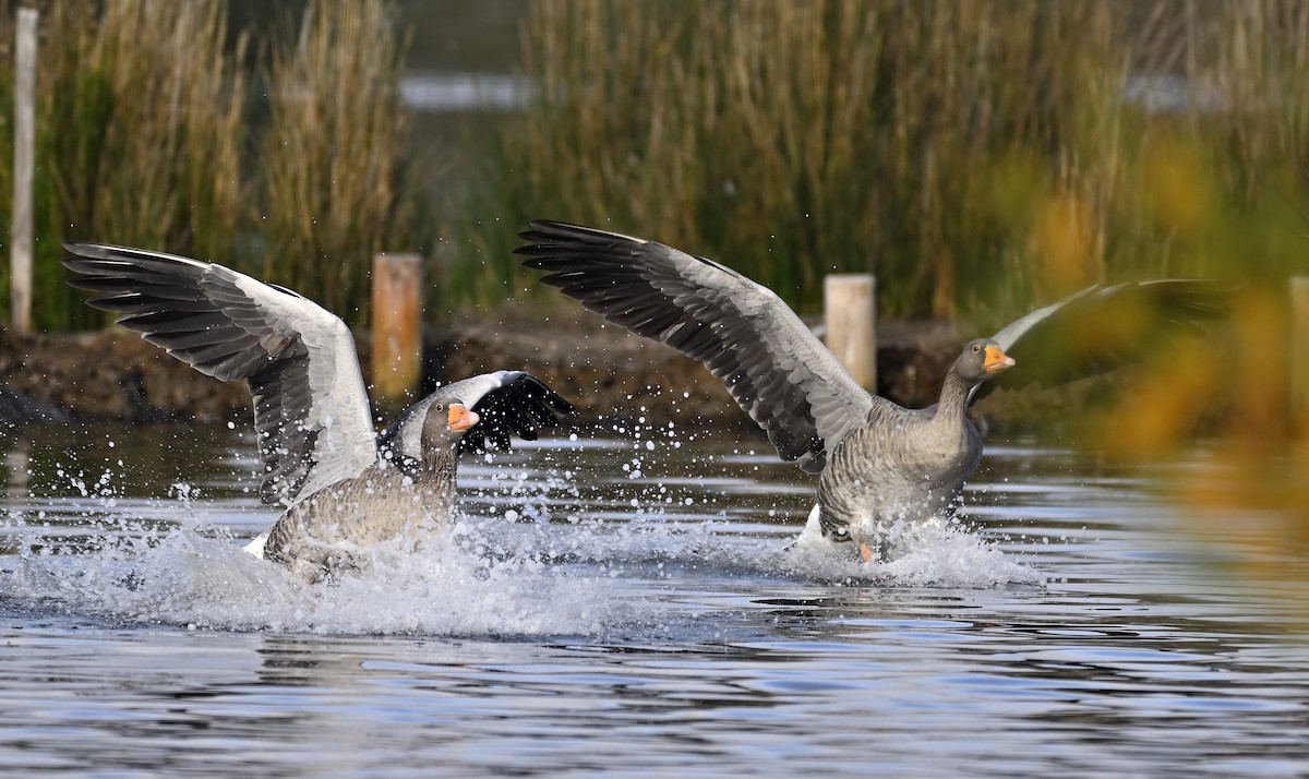 Graylag Goose - ML645322681