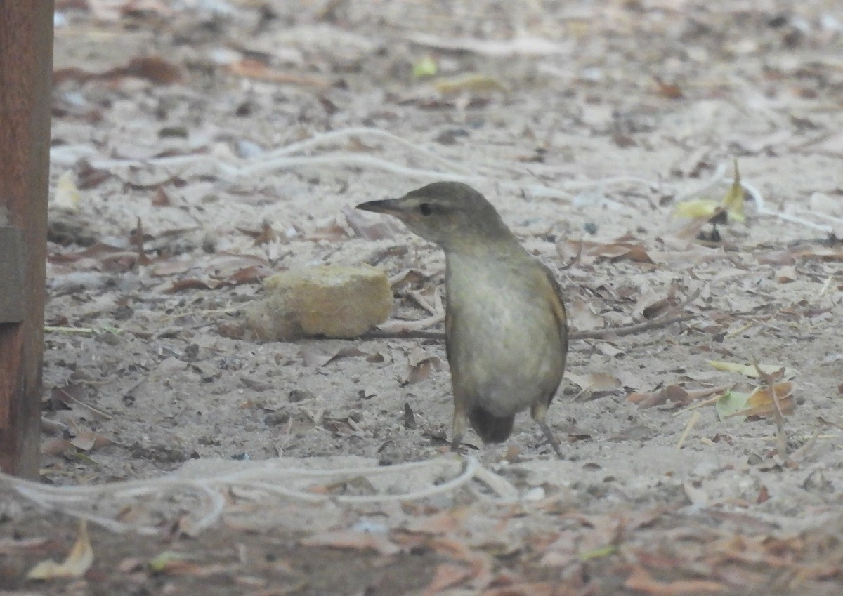 Great Reed Warbler - ML645322693