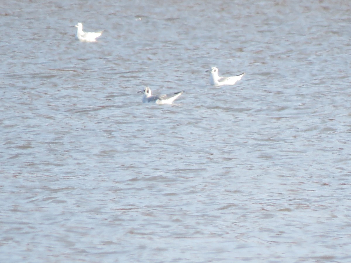 Bonaparte's Gull - ML645322694