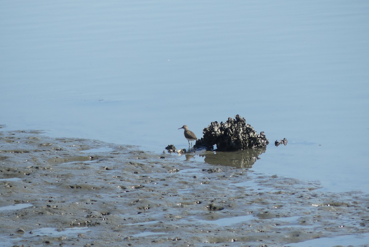 strandsnipe - ML645322698