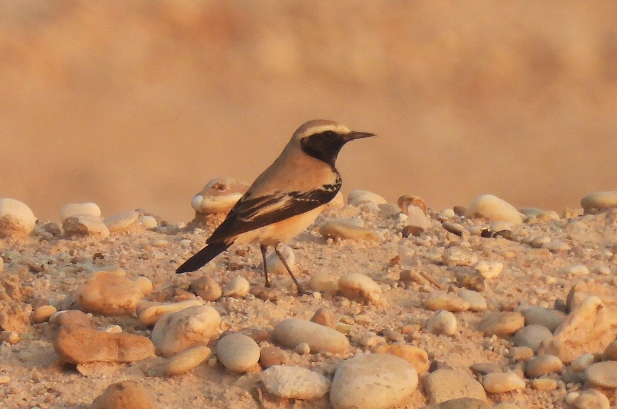 Desert Wheatear - ML645322701