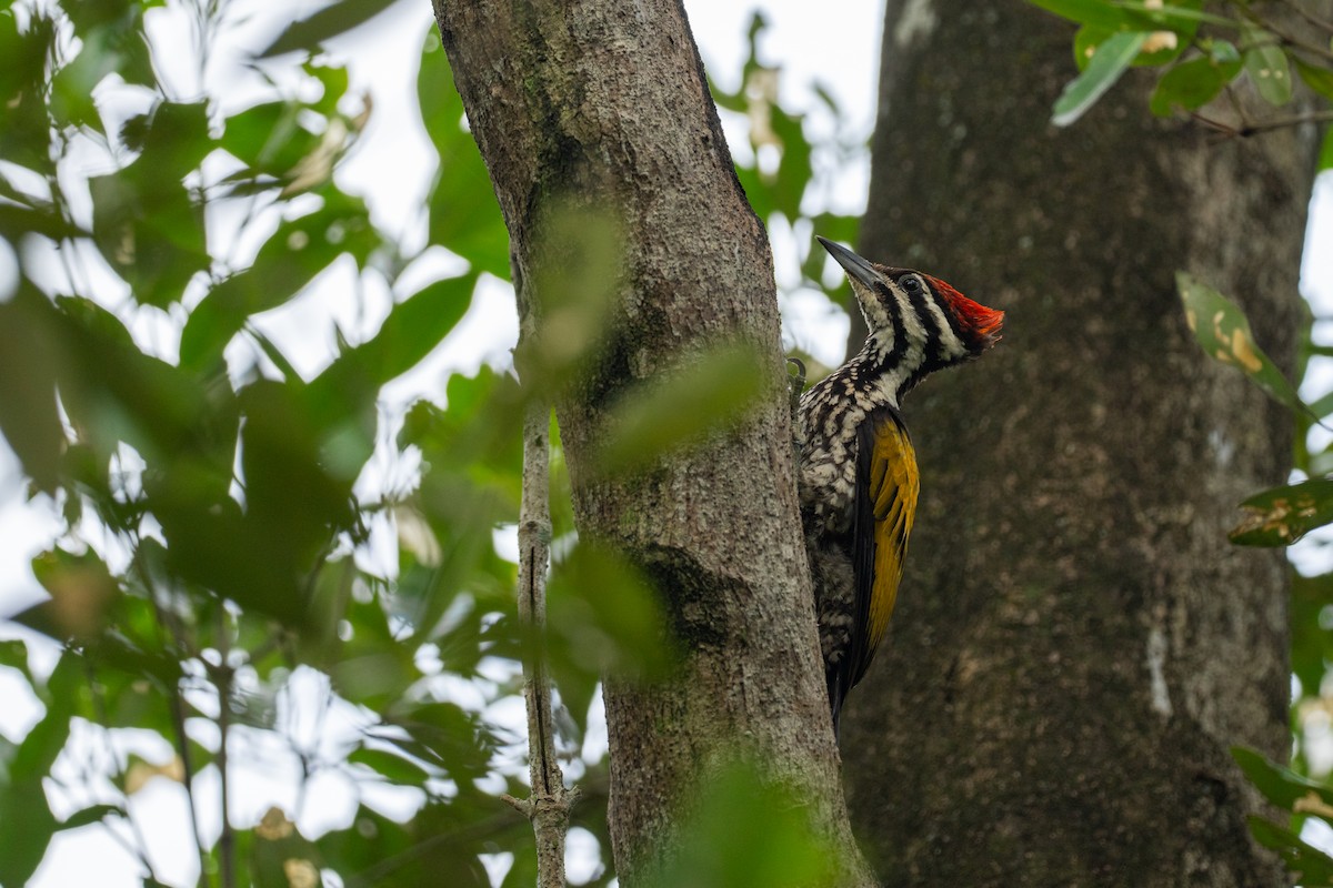 Огненоспинный дятел-султан - ML645322708