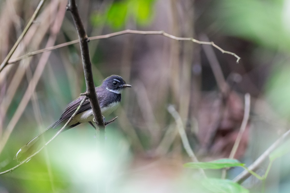 Ошейниковая веерохвостка - ML645322721
