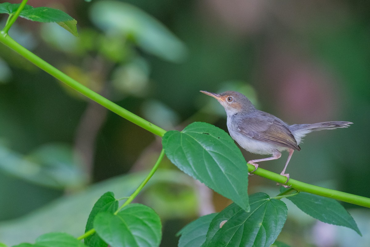 Пепельная портниха - ML645322725