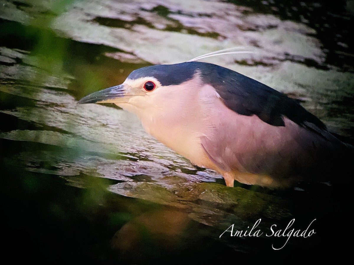 kvakoš noční - ML645322726