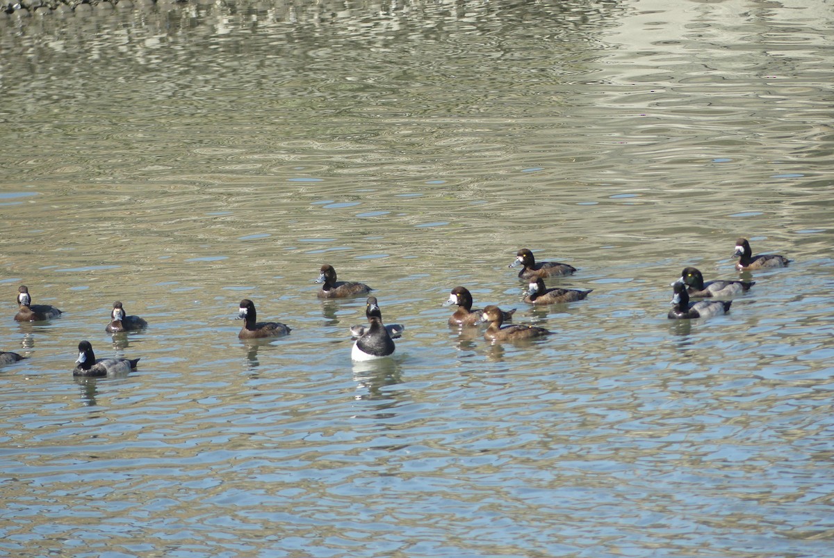 bergand - ML645322727