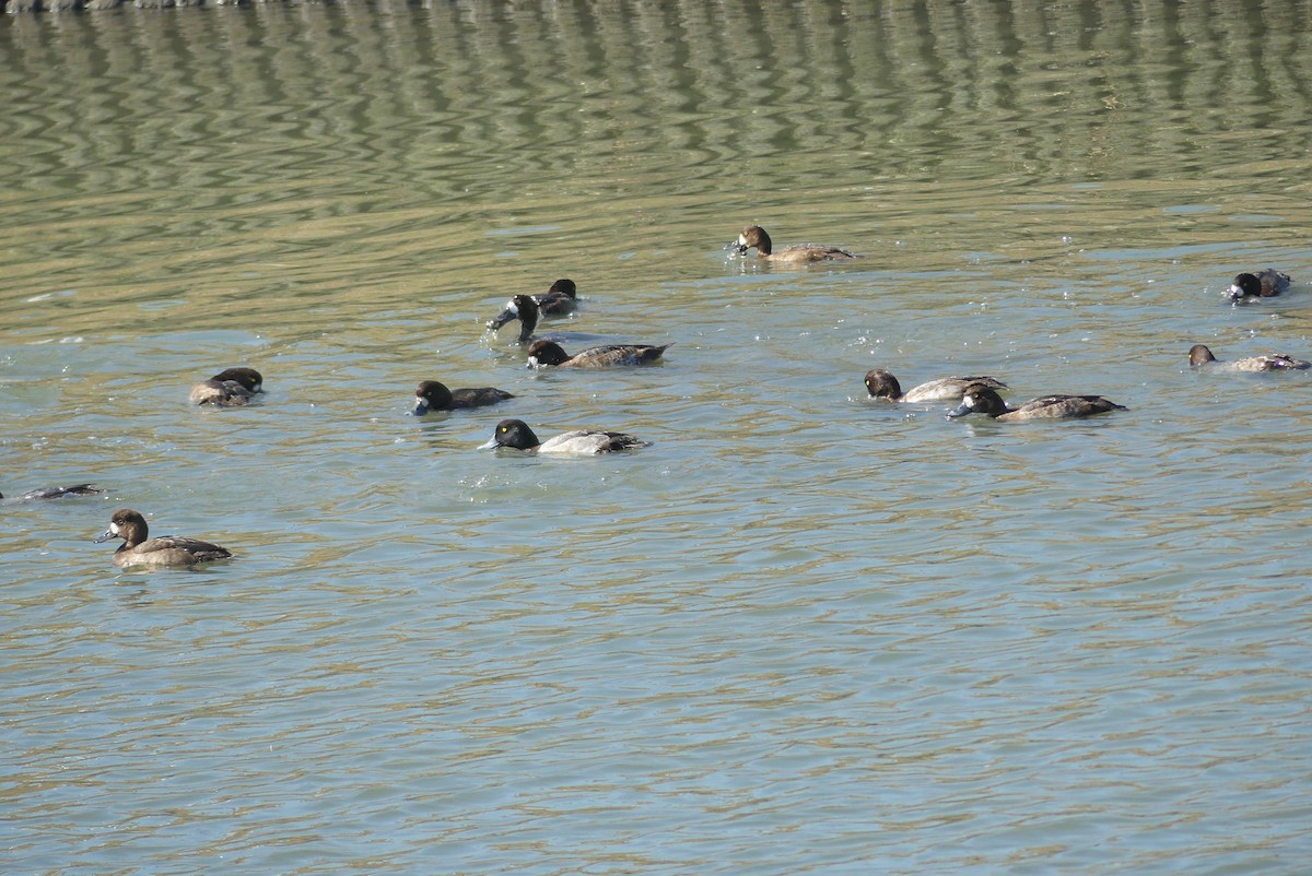 bergand - ML645322728