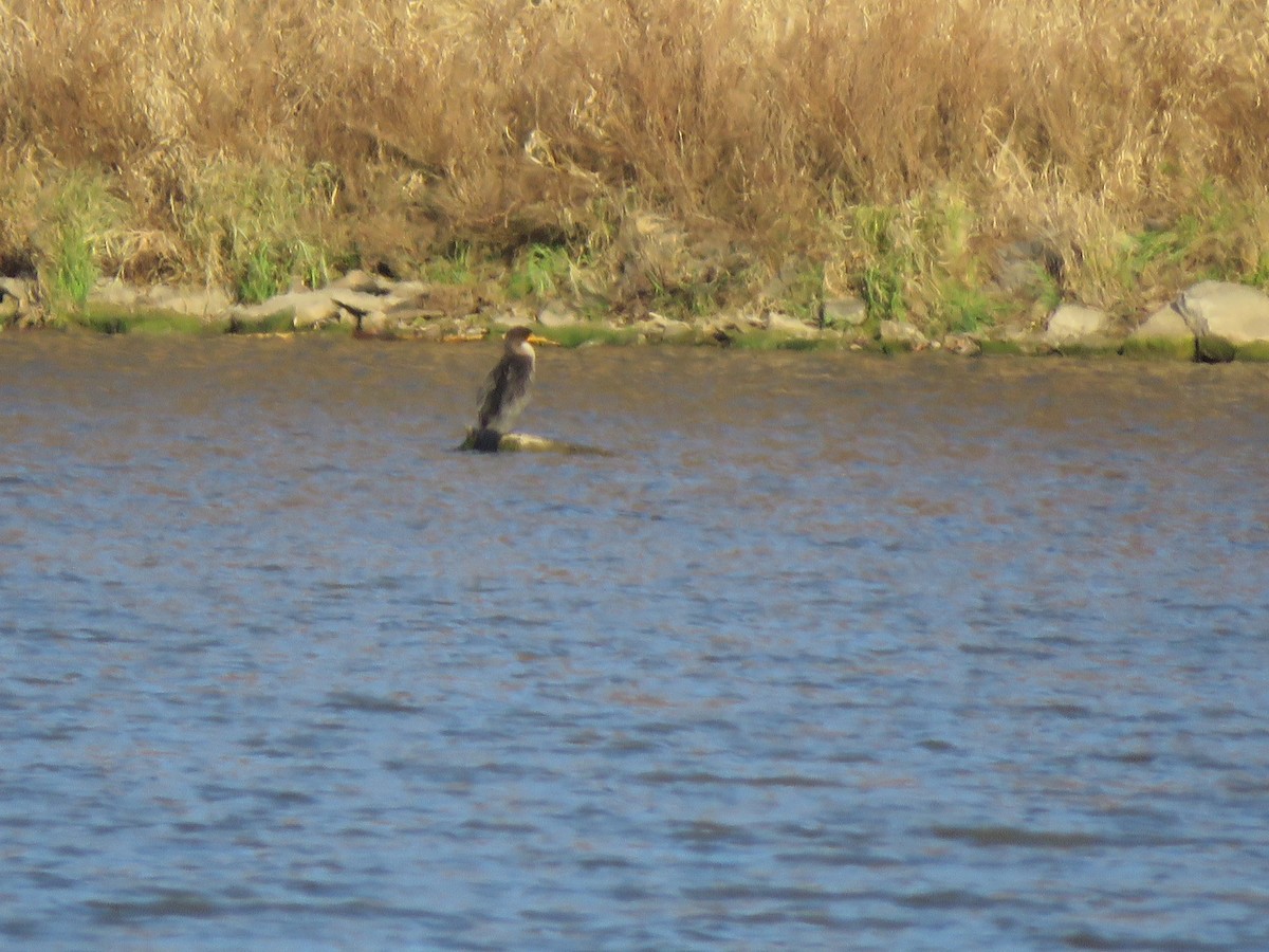Double-crested Cormorant - ML645322729