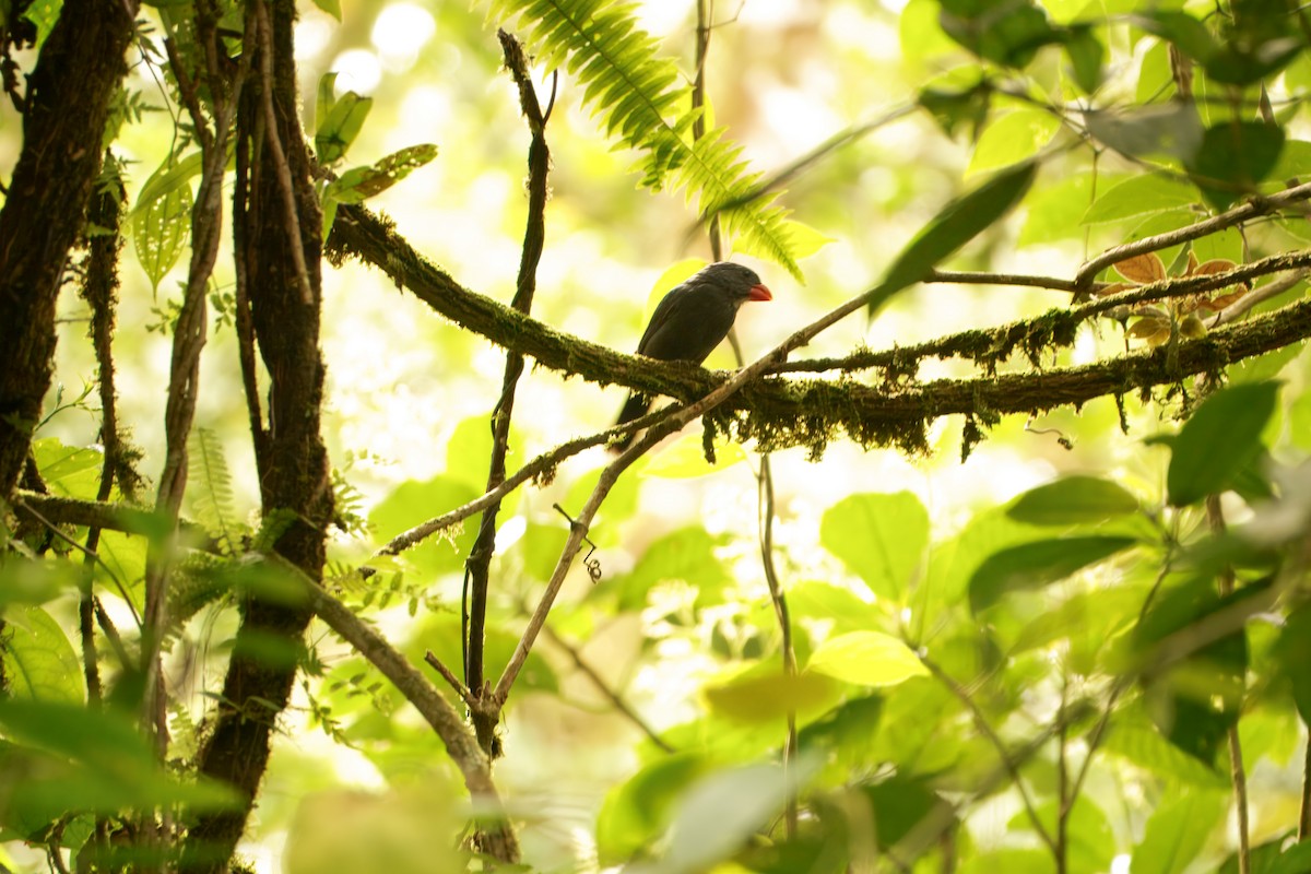 Slate-colored Grosbeak - ML645322739