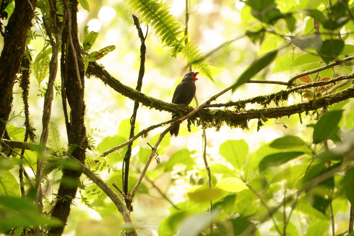 Slate-colored Grosbeak - ML645322740