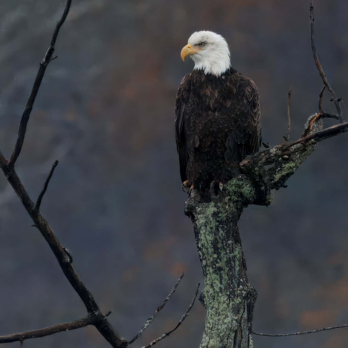 Pygargue à tête blanche - ML645322760