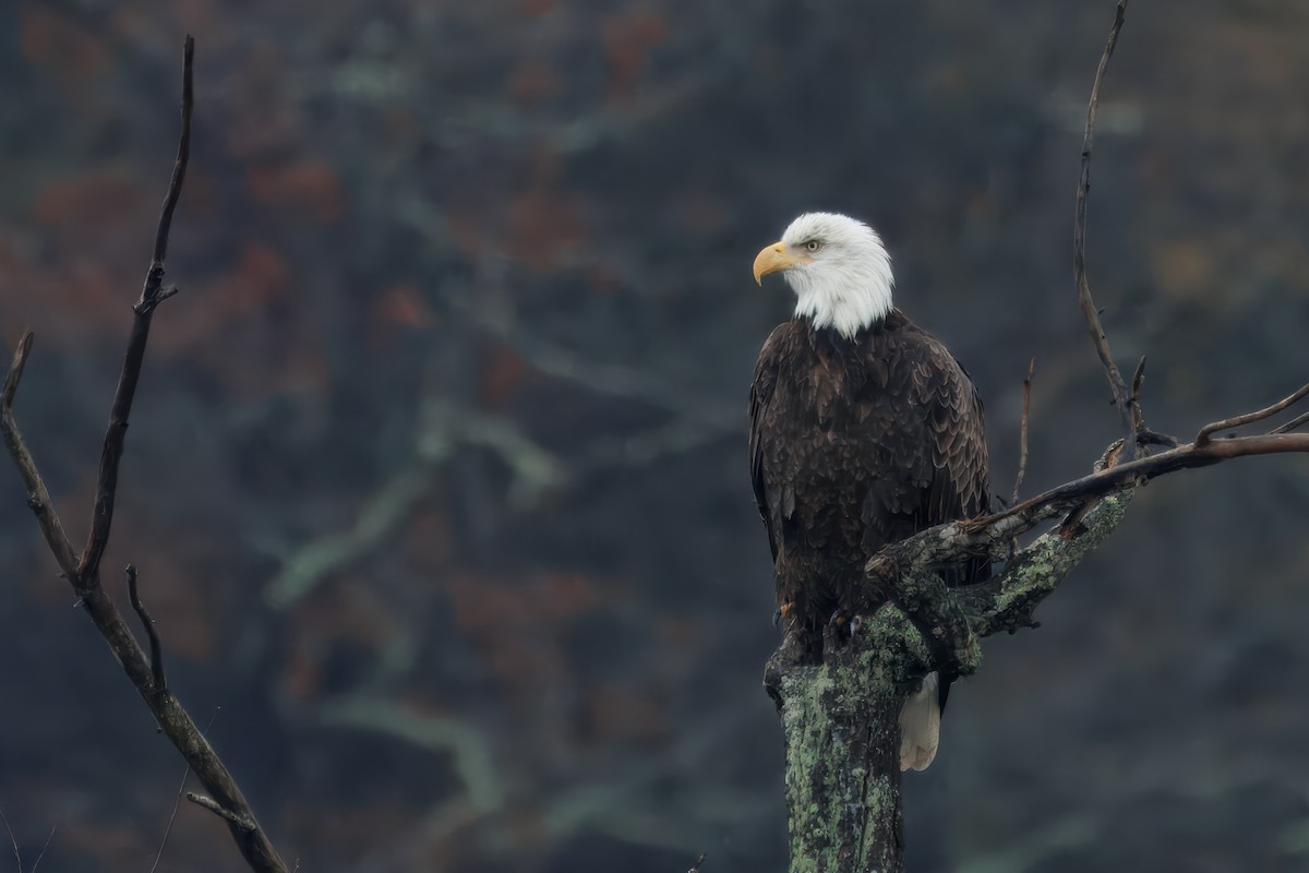 Pygargue à tête blanche - ML645322761