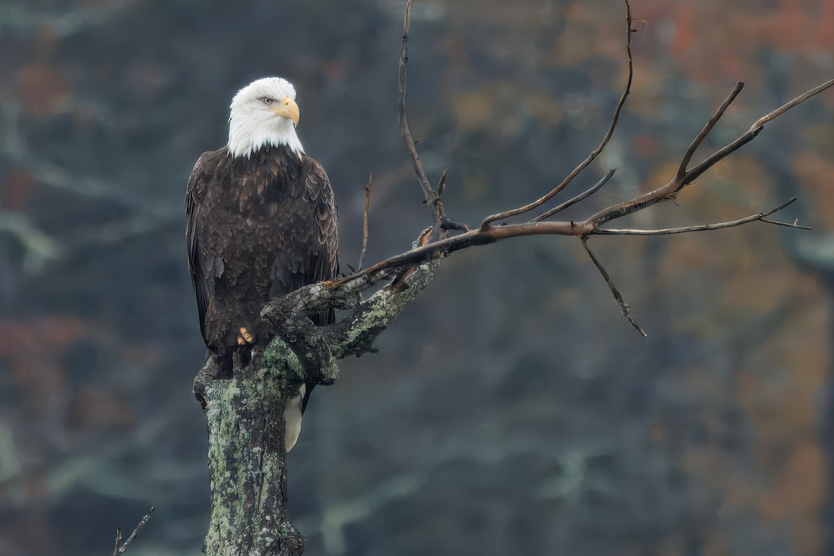 Pygargue à tête blanche - ML645322762