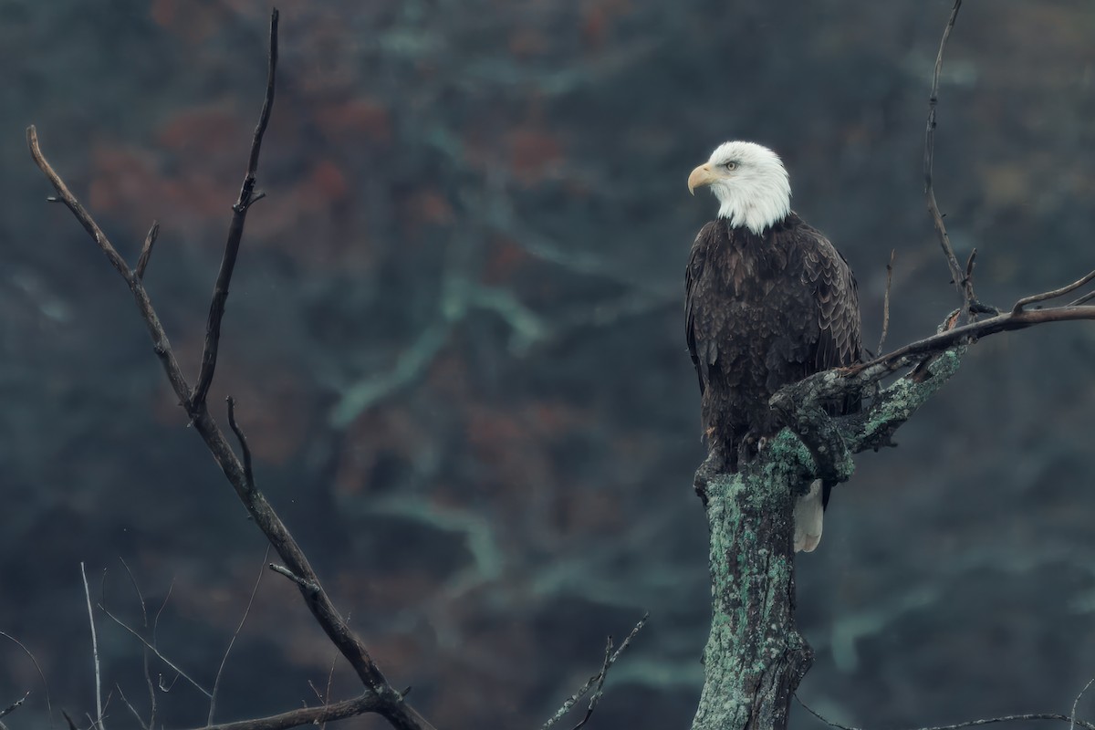 Pygargue à tête blanche - ML645322763
