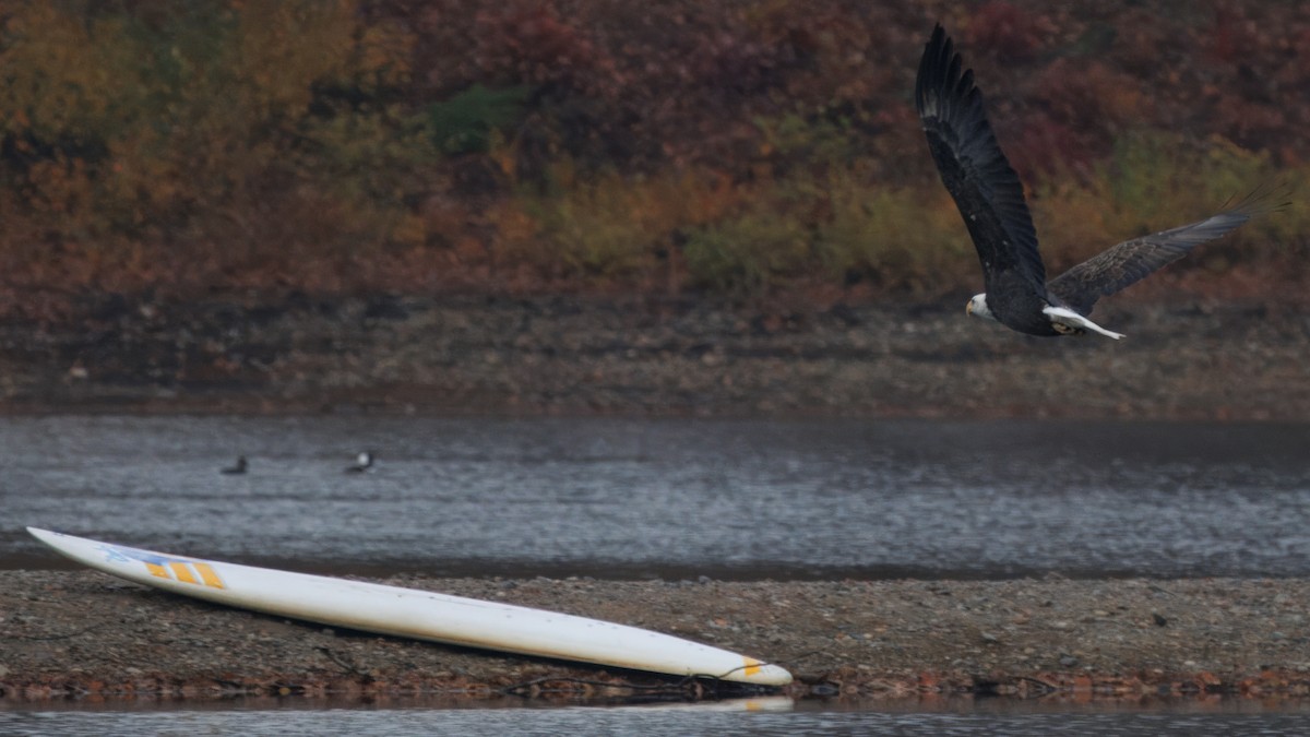 Pygargue à tête blanche - ML645322764