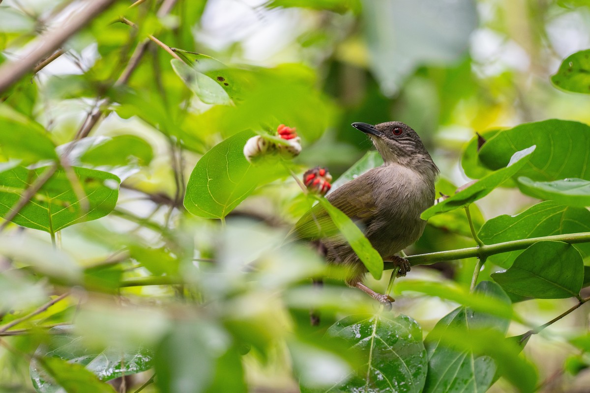 Малайский бюльбюль - ML645322766