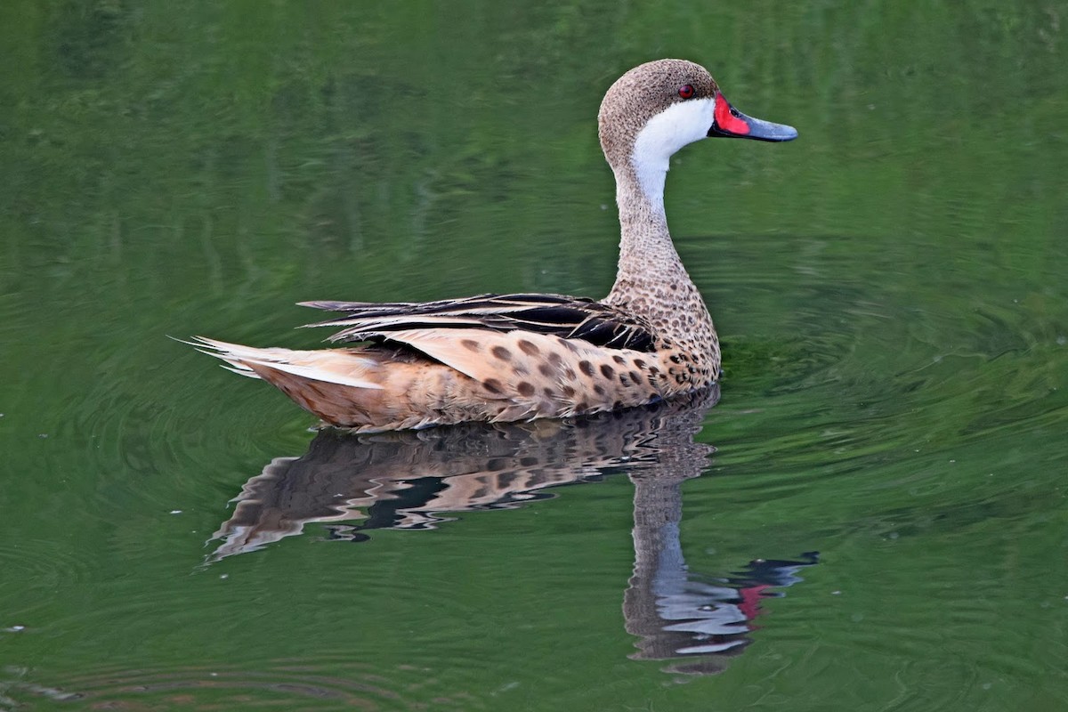 Bahamaente - ML645322773