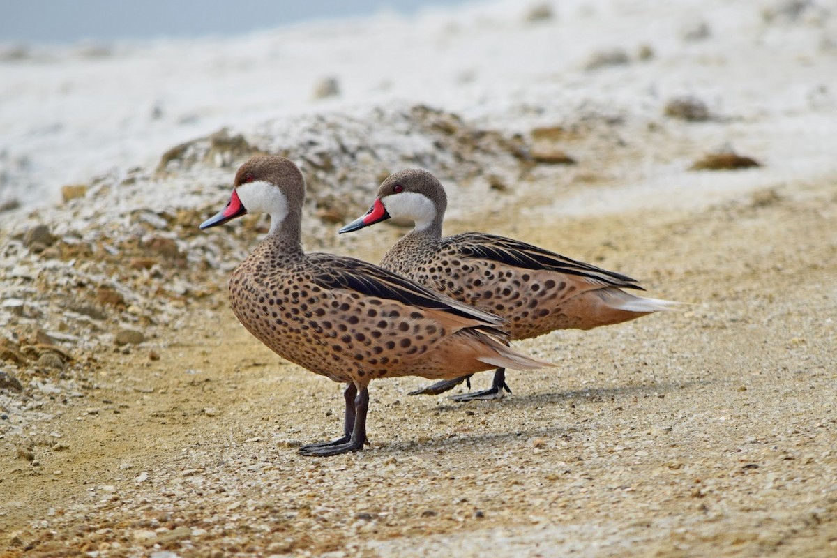 Bahamaente - ML645322774