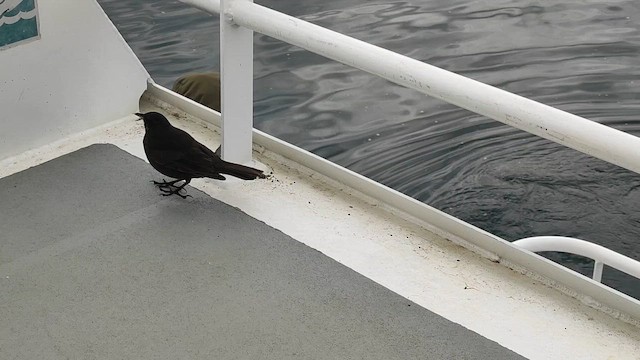 Blackish Cinclodes - ML645322777