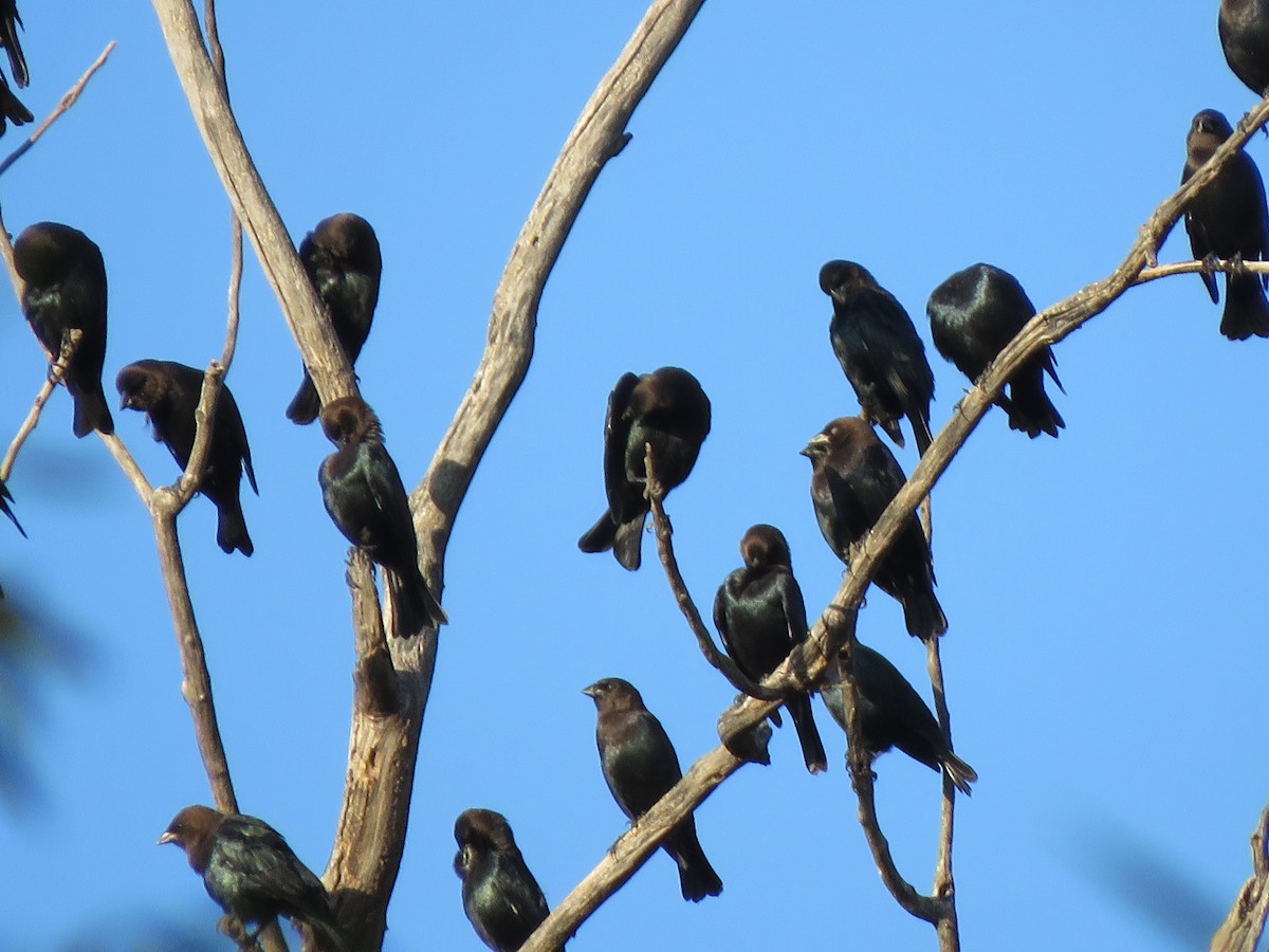 Brown-headed Cowbird - ML645322781