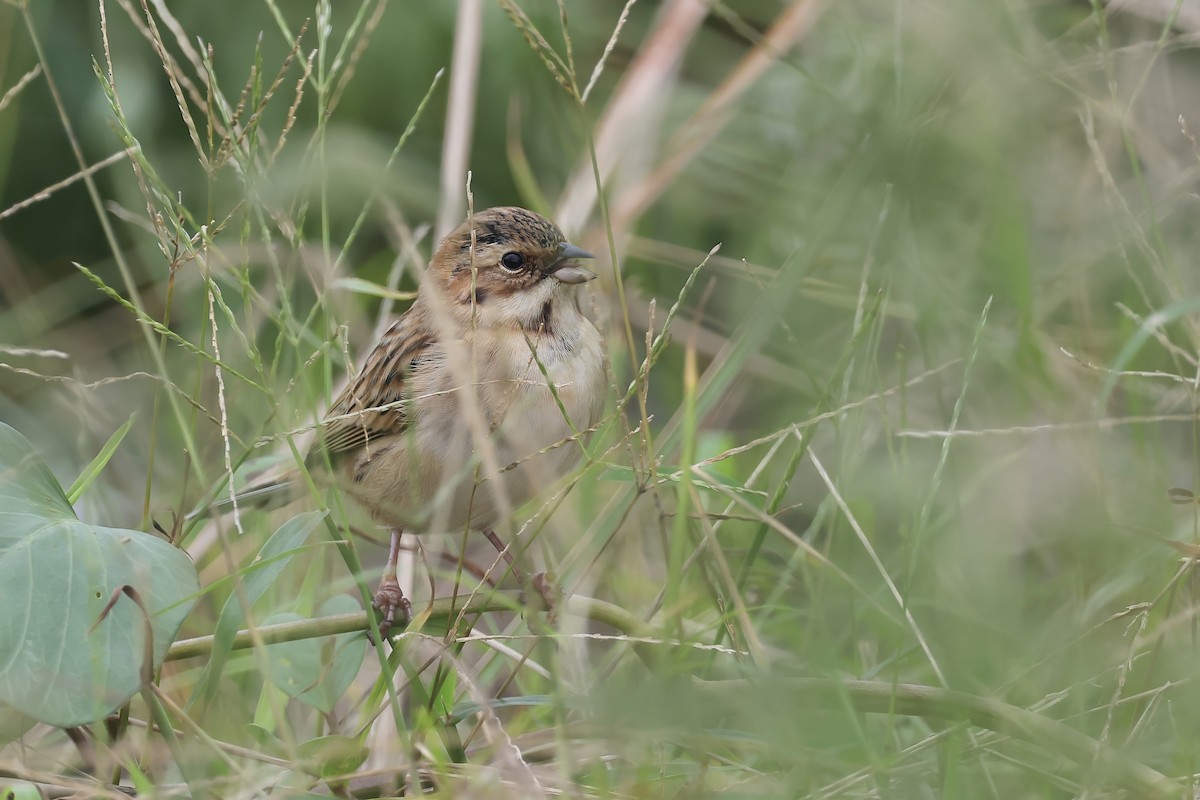 Pallas's Bunting - ML645322785