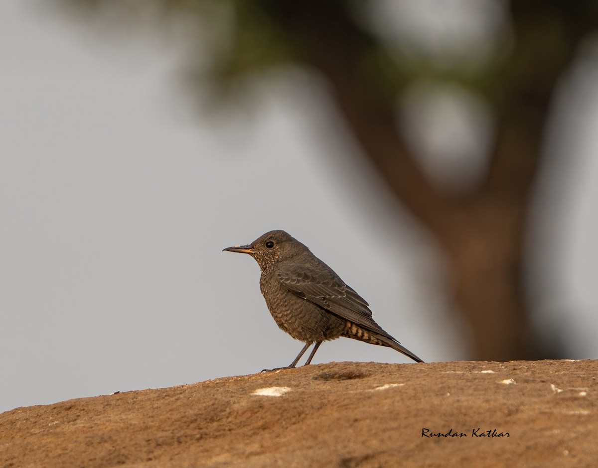 Blue Rock-Thrush - ML645322796