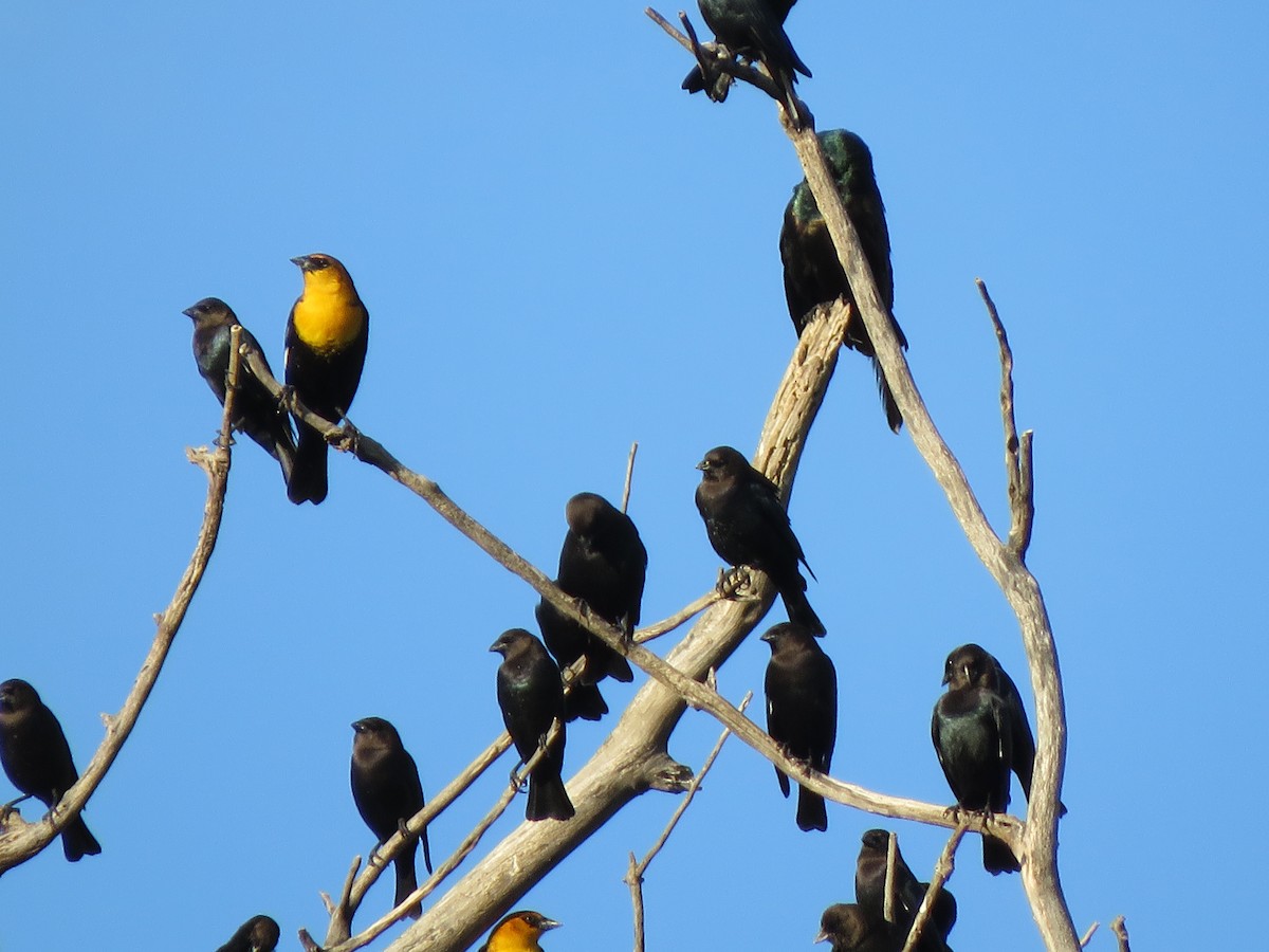 Yellow-headed Blackbird - ML645322797