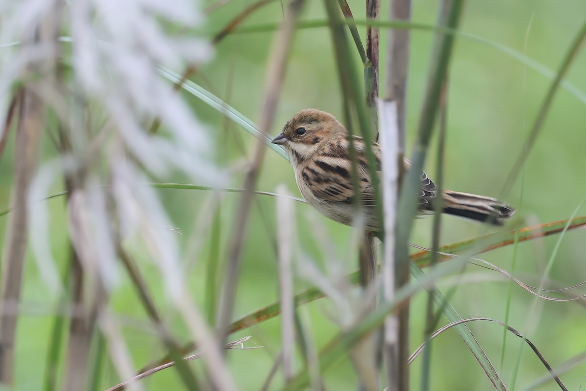 Pallas's Bunting - ML645322803