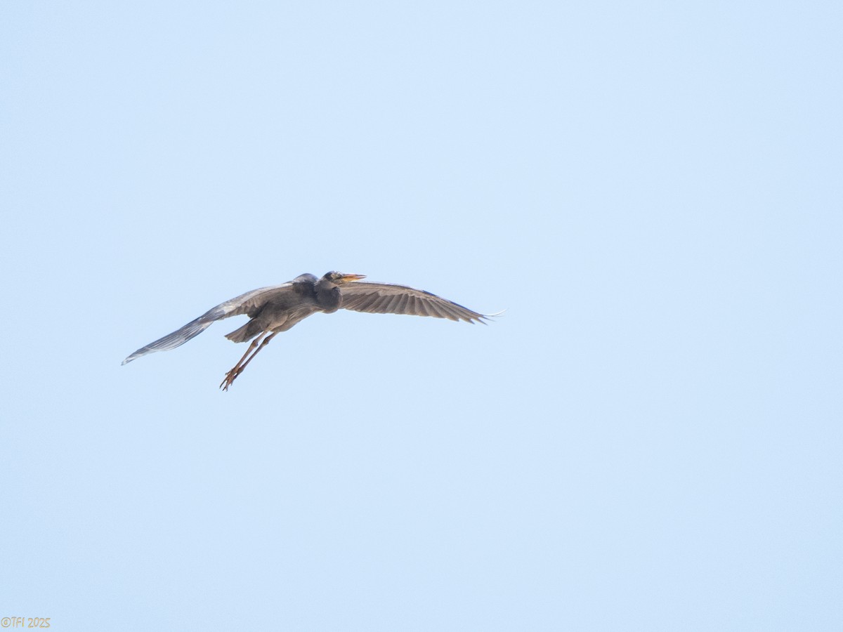 Humblot's Heron - ML645322804