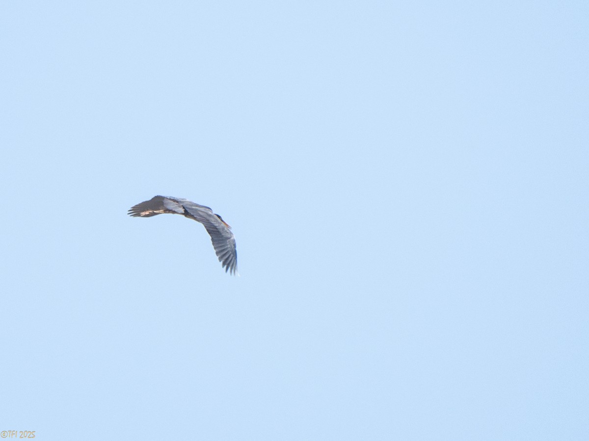 Humblot's Heron - ML645322807