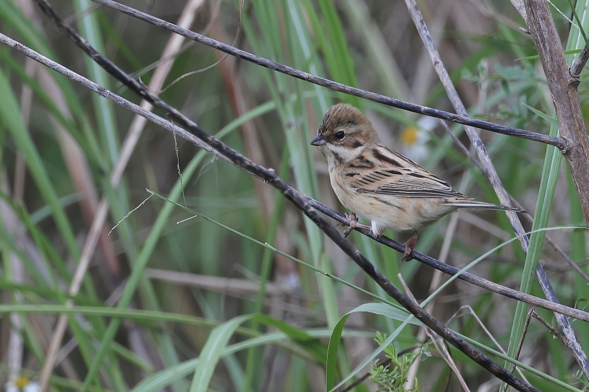 Pallas's Bunting - ML645322815