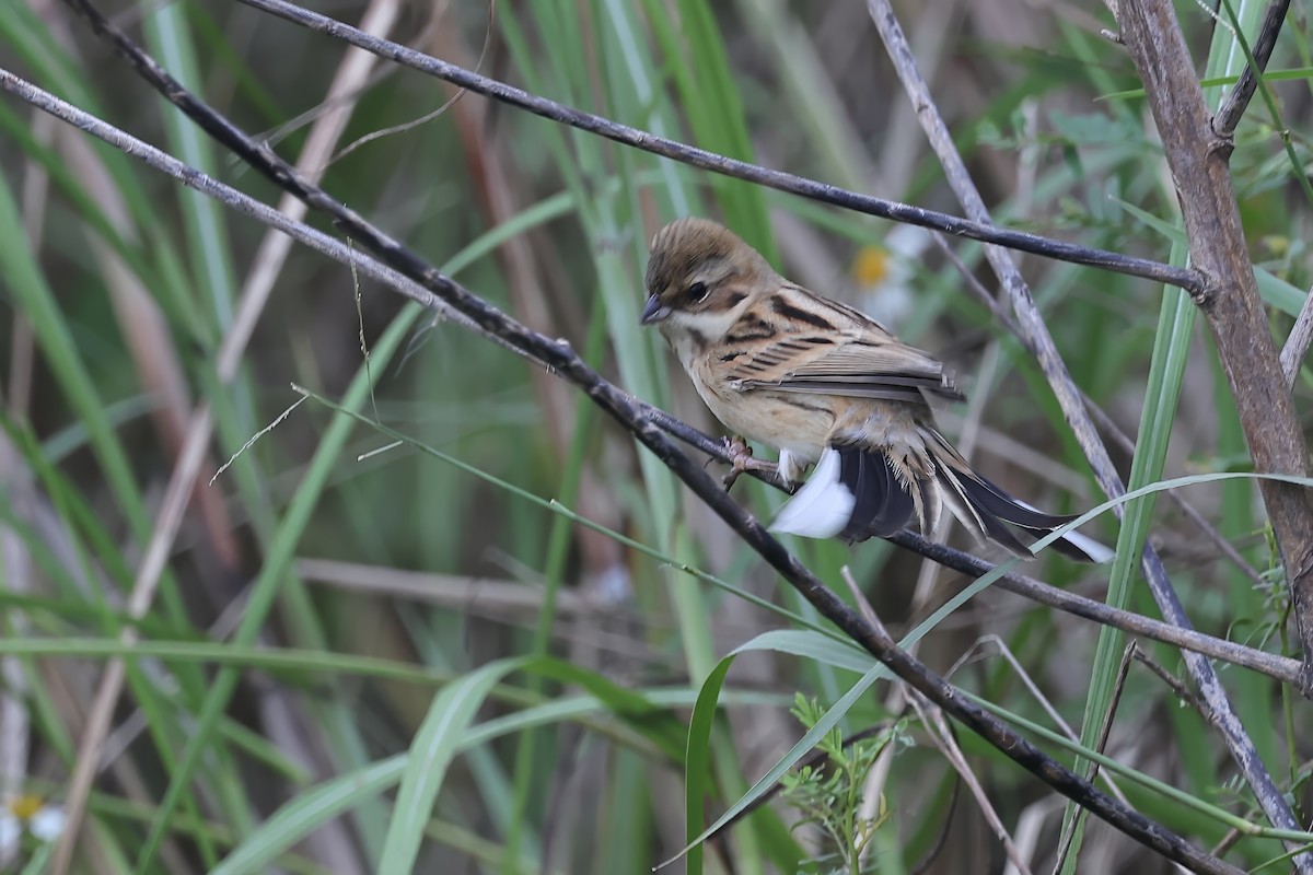 Pallas's Bunting - ML645322819