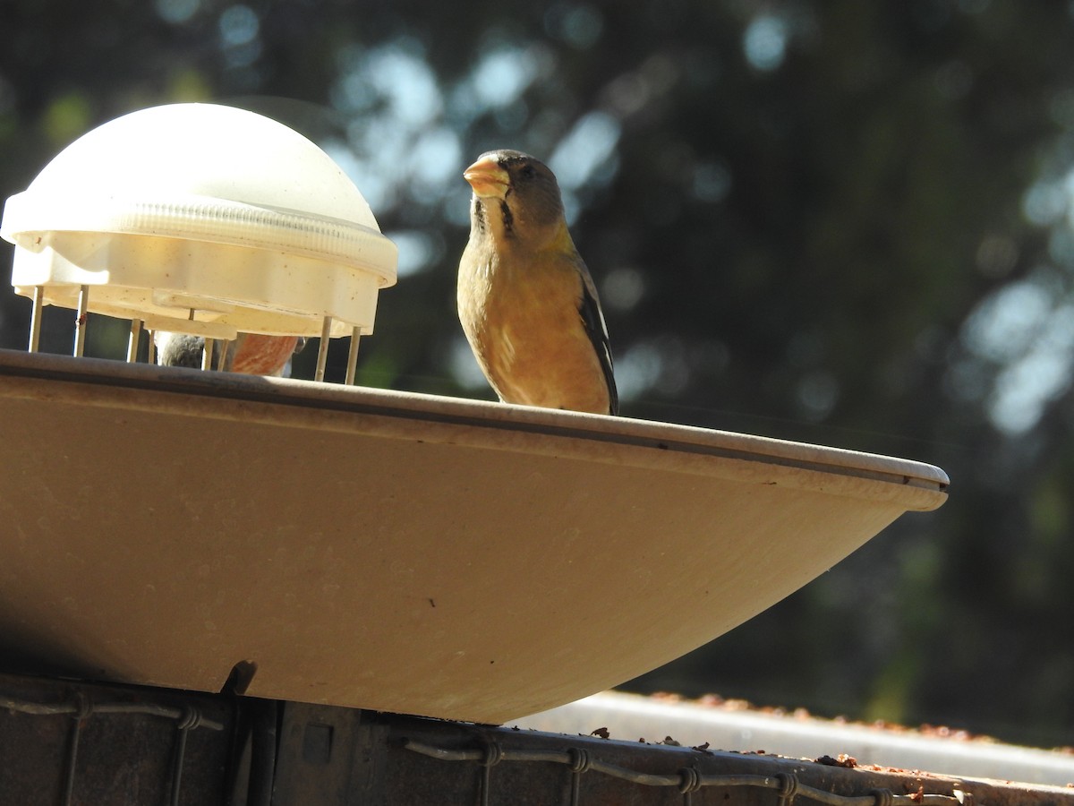 Evening Grosbeak - ML645322820