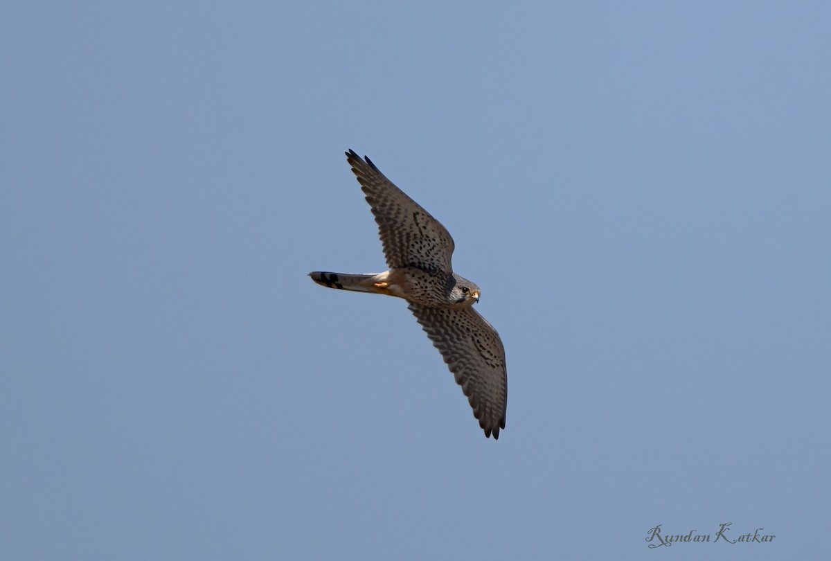 Eurasian Kestrel - ML645322824