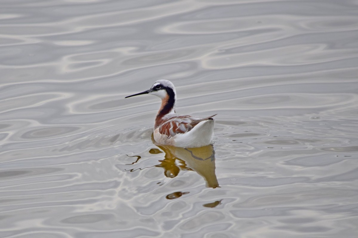 lyskonoh dlouhozobý - ML645322827