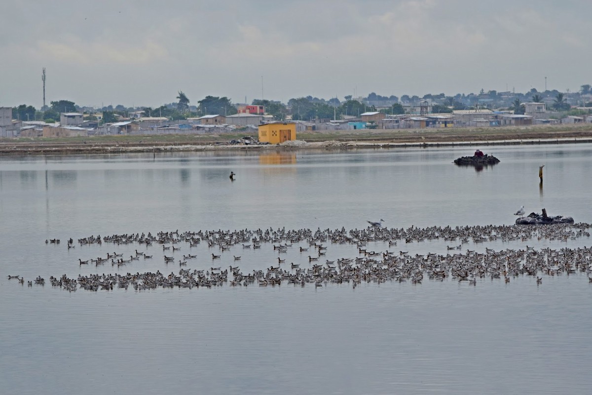 lyskonoh dlouhozobý - ML645322828