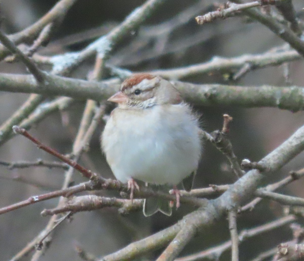 Chipping Sparrow - ML645322829