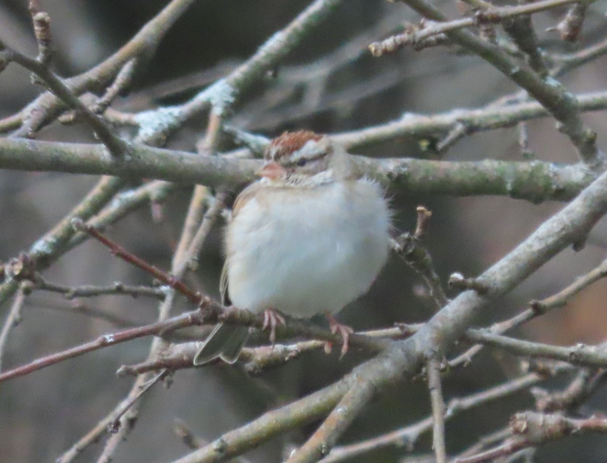 Chipping Sparrow - ML645322830