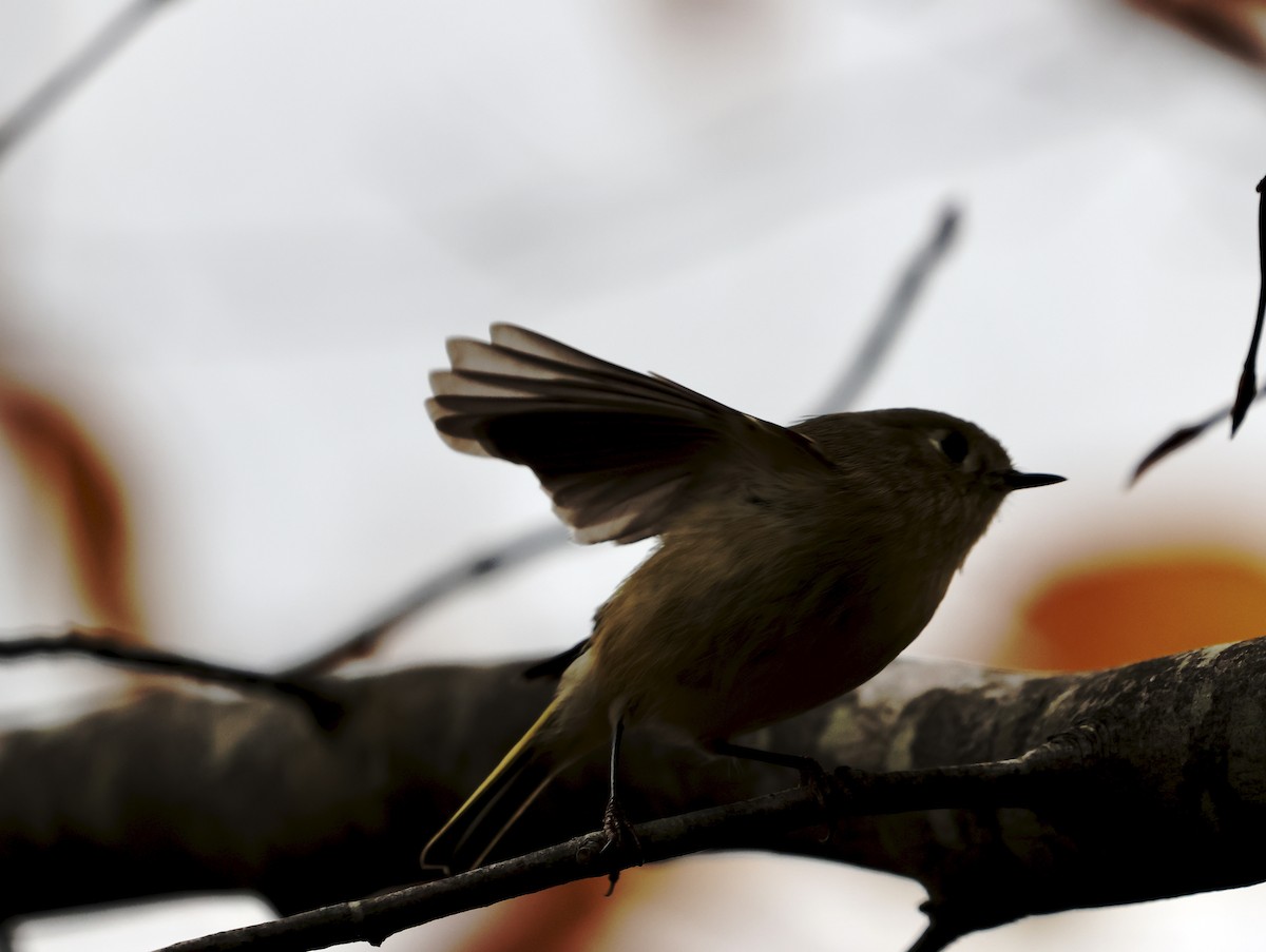 Золотомушка рубіновочуба - ML645322831