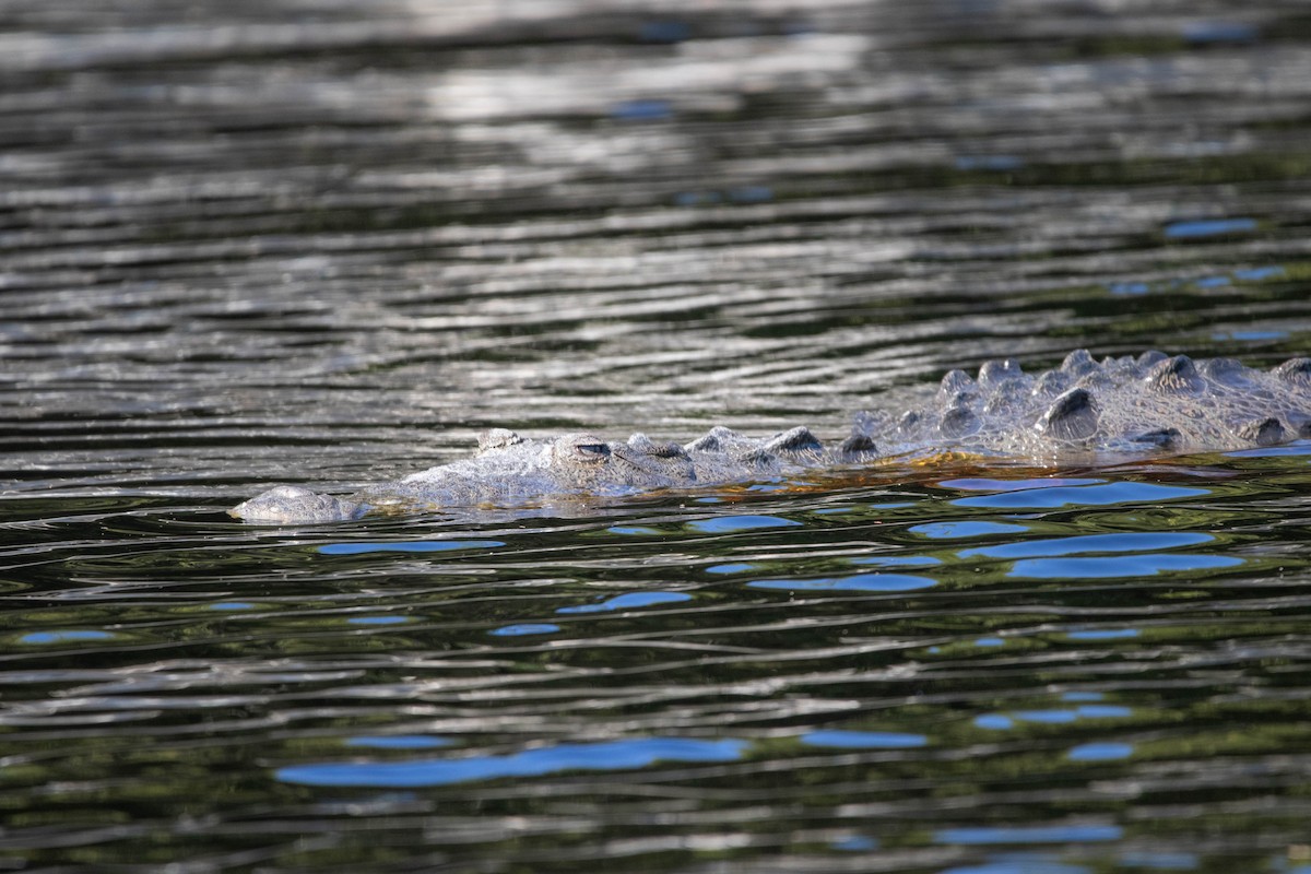 美洲鱷 - ML645322834