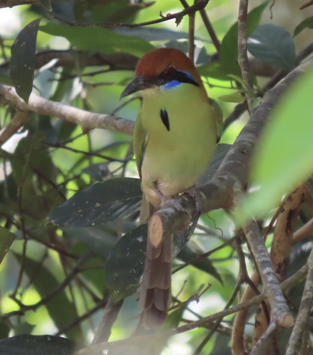 Russet-crowned Motmot - ML645322835