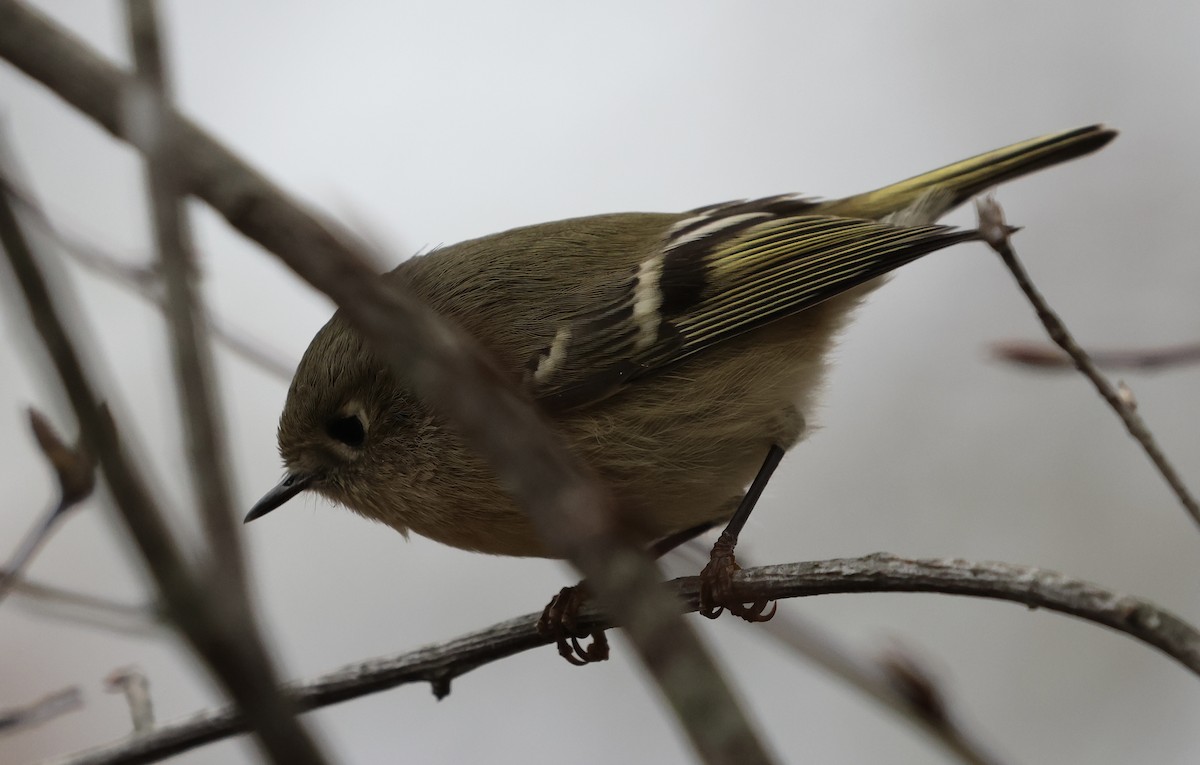 Золотомушка рубіновочуба - ML645322836