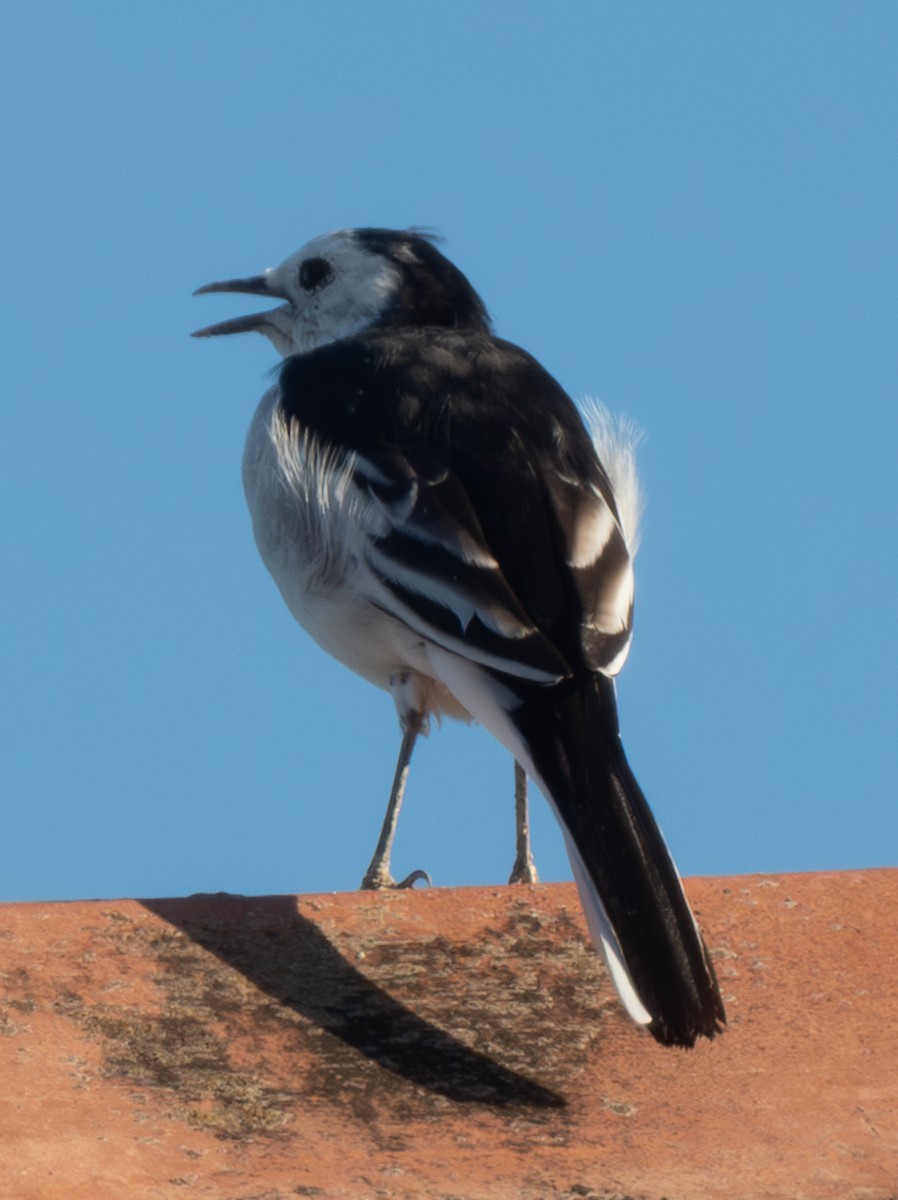 White Wagtail - ML645322837
