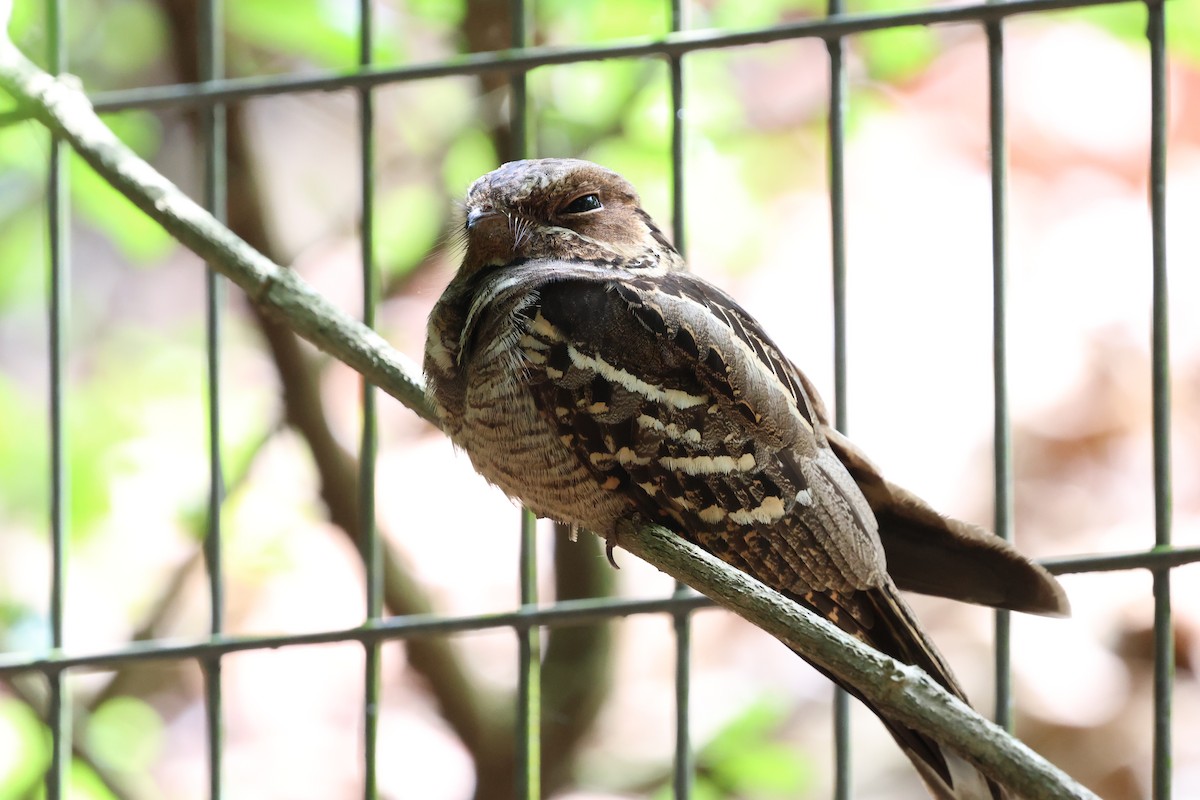 Длиннохвостый козодой - ML645322840