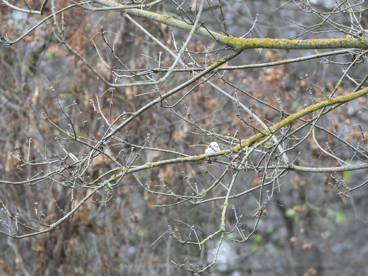 Long-tailed Tit - ML645322841