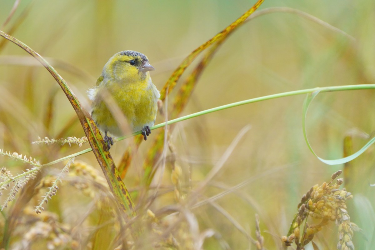 Eurasian Siskin - ML645322850
