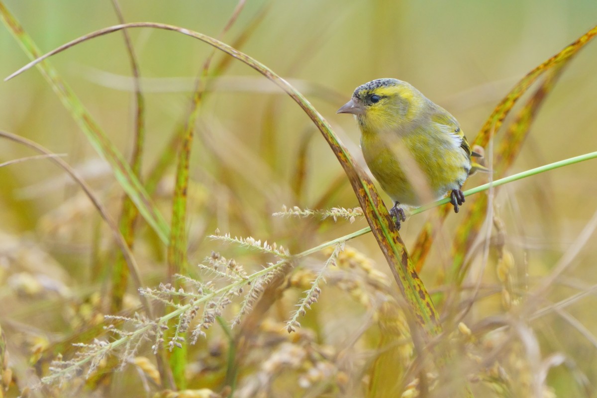 Eurasian Siskin - ML645322851
